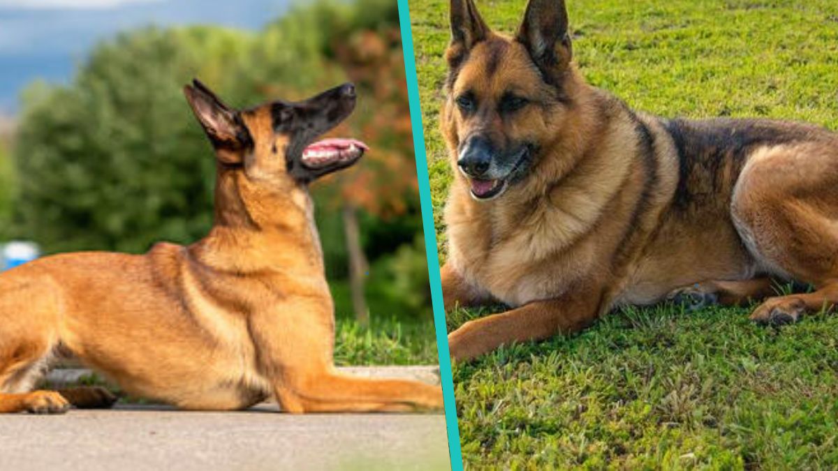 Cuál es la diferencia entre el pastor alemán y el pastor belga malinois